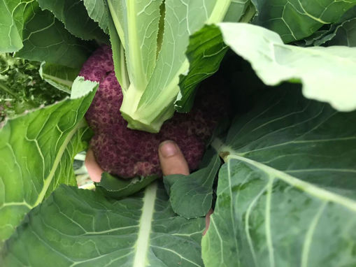 Picture of Cima di Rapa (1 KG)