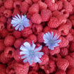 Picture of Raspberries