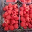Picture of Raspberries