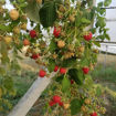 Picture of Raspberries