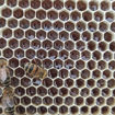Picture of Propolis